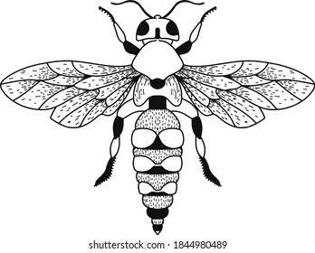 Vector realistic wasp. Eps 10  illustration can be used for party invitation, design template, greeting card, patterns fill, posters,logo, tattoo, branding. Design element for your project.