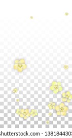 Vector Realistic Yellow Flowers Falling on Transparent Background.  Spring Romantic Flowers Illustration. Flying Petals. Sakura Spa Design.  Blossom Confetti. Design Elements for  Mother's Day.