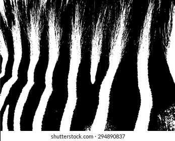 Vector Realistic Zebra's Striped Pattern 