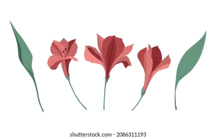 Vector red alstroemerias set. Three different flowers with leaves