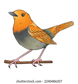 vector red anise bird with beautiful singing sound