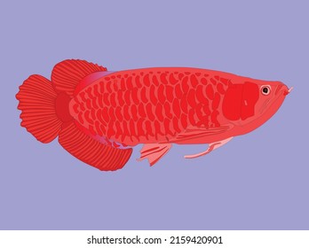 el pez arowana rojo vectorial es un pez salvaje que se utiliza como pez ornamental que se mantiene en un acuario de alto valor de venta y que es muy apreciado por los amantes de los peces ornamentales