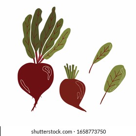 Vector red beet with leaf tops isolated on a white background. Illustration for printing on kitchen utensils, mugs, packaging, bags.