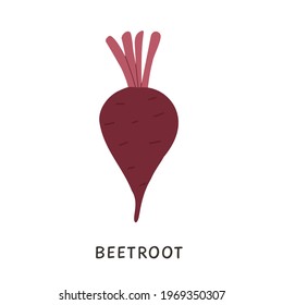 Vector Red beets without leaf illustration. Cartoon style beetroot isolated on white background. Healthy organic vegetable without leaves for vegeterian or vegan nutritious diet. Iron rich foods. 