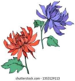 Vector Red and blue Chrysanthemum floral botanical flowers. Wild spring leaf wildflower isolated. Engraved ink art. Isolated flower illustration element.