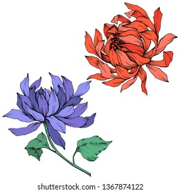 Vector Red and blue Chrysanthemum floral botanical flowers. Wild spring leaf wildflower isolated. Engraved ink art. Isolated flower illustration element.