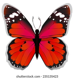 vector red butterfly