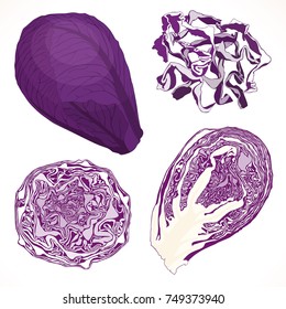 Vector red cabbage isolated on white background. Whole half and chopped cabbage.