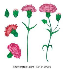Vector red carnation or clove flower spring bouquet floral set with different blooming purple garden blossom illustration isolated on white background Perfect to use on banner or greeting card design