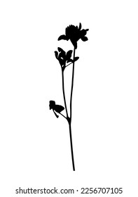 vector red clover (Trifolium pratense) plant silhouette isolated on white background