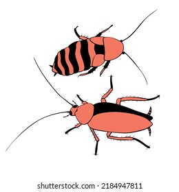 Vector red cockroaches, macro of insects. Pest control. Simple color illustration, clip art in cartoon flat style, isolated.