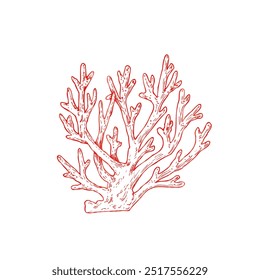 Vector red coral. Hand painted line reef sketch. Graphic tropical clip art isolated on background. Underwater illustration. For designers, invitations, decoration, postcards, wrapping paper, scrapbook