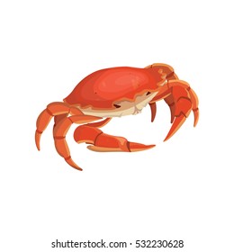 vector red crab, shellfish realistic illustration