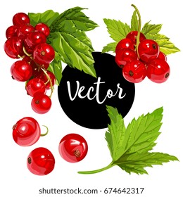 Vector Red Currant Illustration Set