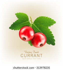 vector red currant isolated