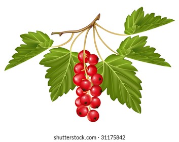 Curva roja vectorial. Berry madura