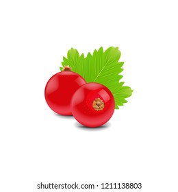 vector red currants of group with leaf