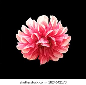 Vector red dahlia flower isolated on black background. Bright detailed and accurate design in low poly style. Floral design element.