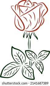 Vector red drawn rose. Line drawing of a flower. The stem and leaves of the plant.
