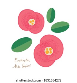 Vector Red Euphorbia milli, Crown of thorns or Christ Thorn flower design, red flowers design for designers. botanical illustration and illustration isolated on white background.