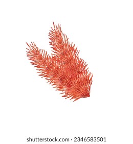 Vector red fir branch christmas tree decoration, pine needles isolated