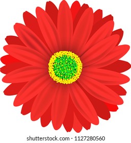 Vector red flower on white background