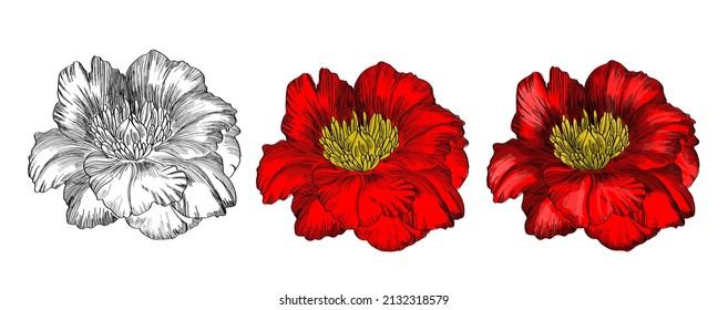vector red flower with outline.