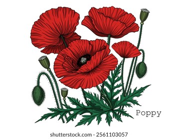 Vector red flowers, botanical illustration, poppies and leaves isolated on white background.