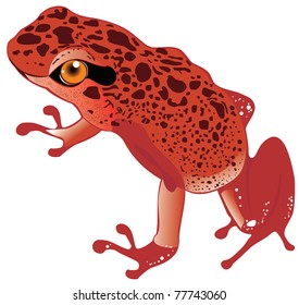 Vector red frog