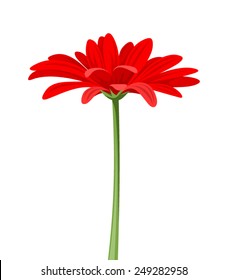 Vector Red Gerbera Flower With Stem Isolated On A White Background.