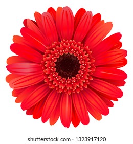 Vector Red Gerbera isolated on white background