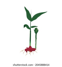 Vector Red ginger plant illustration 
