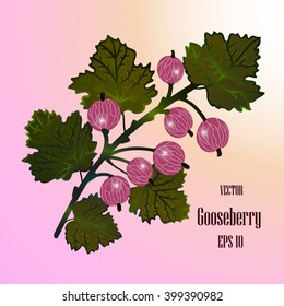 Vector red gooseberries isolated illustration. eps 10