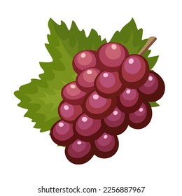 Vector red grape isolated on white background