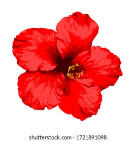 vector red hibiscus flower isolated on white background