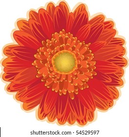 Vector of Red & Orange Daisy Flower