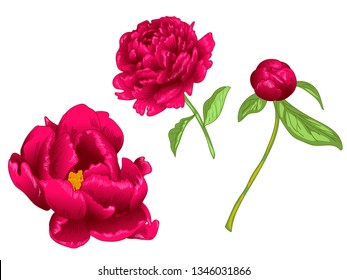 Vector Red Peony floral botanical flower. Wild spring leaf wildflower isolated. Red and green engraved ink art. Isolated peony illustration element on white background.