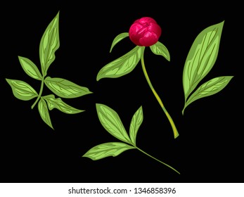 Vector Red Peony floral botanical flower. Wild spring leaf wildflower isolated. Red and green engraved ink art. Isolated peony illustration element on black background.