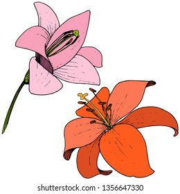 Vector Vector Red and pink Lily floral botanical flower. Wild spring leaf wildflower. Engraved ink art on white background. Isolated lilium illustration element.
