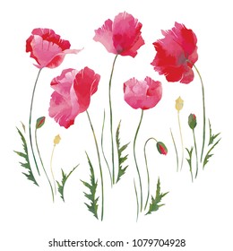 Vector red poppies flowers with watercolor effect. Isolated elements for summer floral design. 