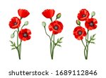 Vector red poppies isolated on a white background.