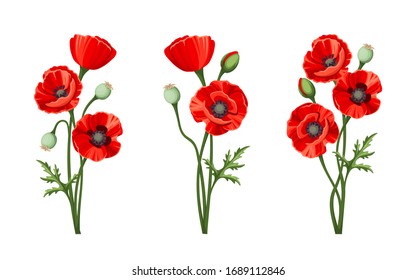 Vector red poppies isolated on a white background.