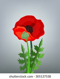 Vector red poppy
