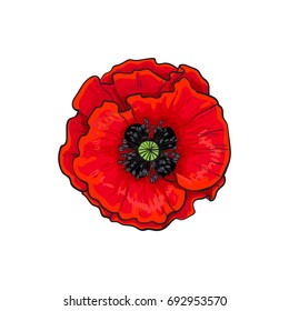 Vector red poppy flower blooming closeup. Isolated illustration on a white background. Realistic hand drawn blossom with stem. Floral design object. Summer, spring sign, symbol.