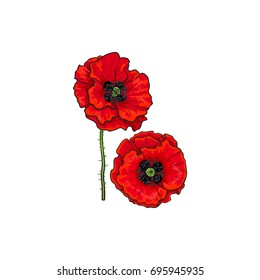 Vector red poppy flower blooming. Isolated illustration on a white background. Realistic hand drawn blossom with stem. Floral design object. Summer, spring sign, symbol.