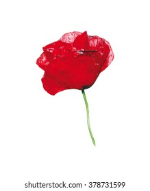 vector red poppy flower in the center  of white background