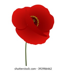 Vector red poppy flowers on white