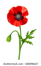 Vector red poppy with stem isolated on a white background.