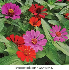 Vektorgrafik-Vorlage für violette Blumengrafik
