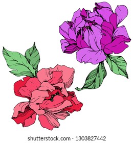 Vector Red and purple peony floral botanical flower. Wild spring leaf wildflower isolated. Engraved ink art. Isolated peony illustration element.